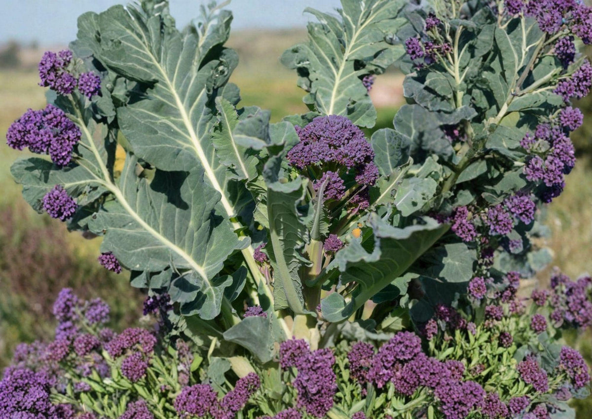 Early Purple Sprouting Broccoli Seeds, Non-GMO Heirloom Brassica, Cold Hardy Vegetable for Garden Planting