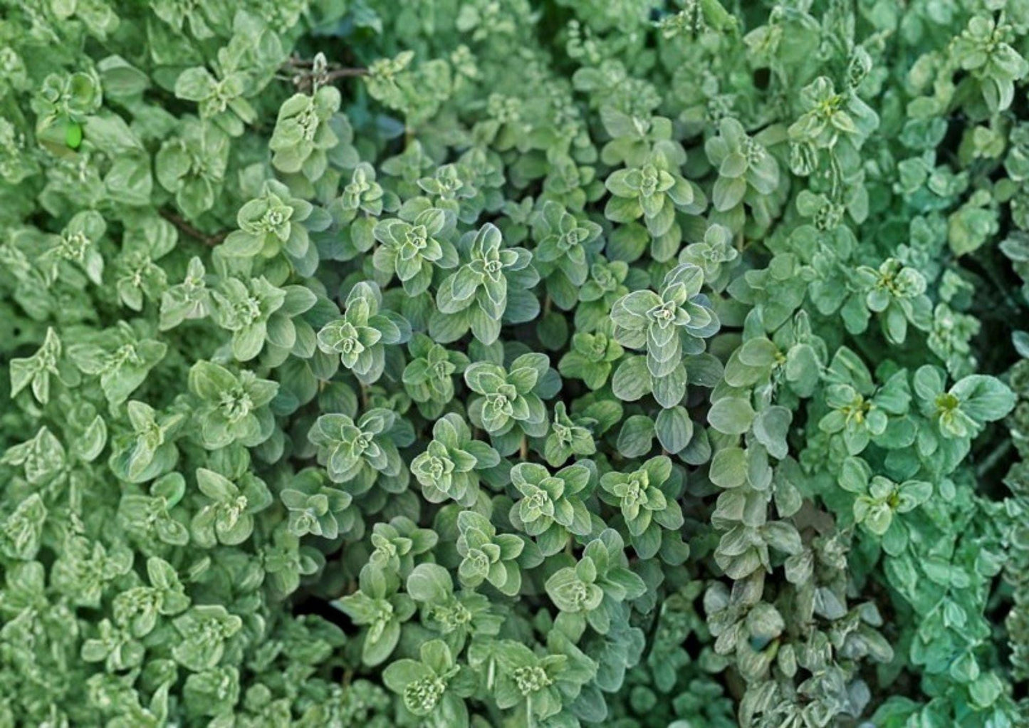 Greek Oregano Seeds, Aromatic Heirloom Culinary Herb, Non-GMO Perennial, Butterfly-Friendly, for Garden Planting