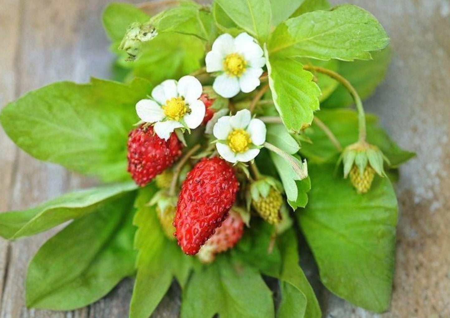 50+ Alexandria Strawberry Seeds – Heirloom Alpine Miniature Fruit, Everbearing, Non-GMO, Sweet Flavor, Container & Garden Planting