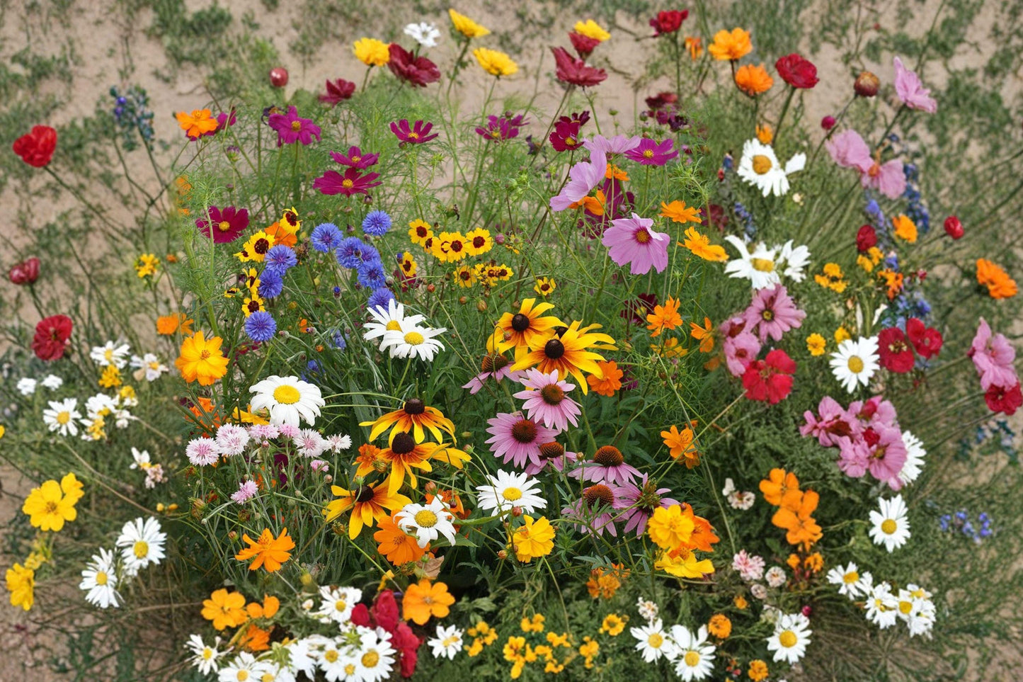 Wildflower Seed Mix – 500+ Drought-Resistant Heirloom Seeds for Pollinator Gardens and Meadow Landscaping