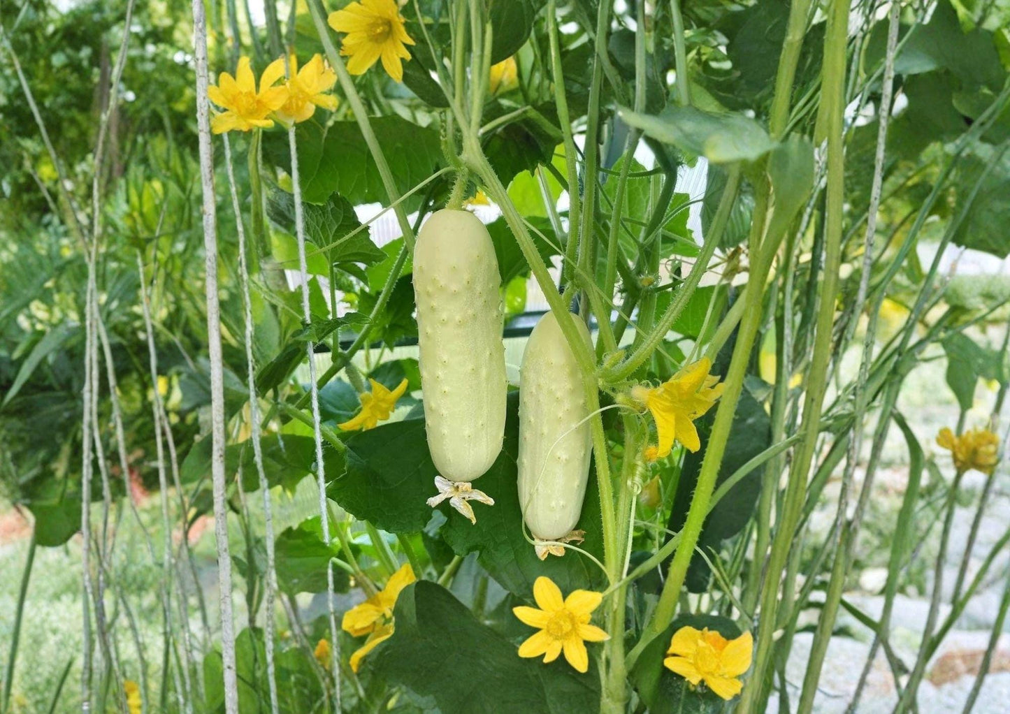 White Wonder Cucumber Seeds, Heirloom Non-GMO, Creamy White Slicing Cucumbers, Vegetable Garden Planting, 50+ Seeds