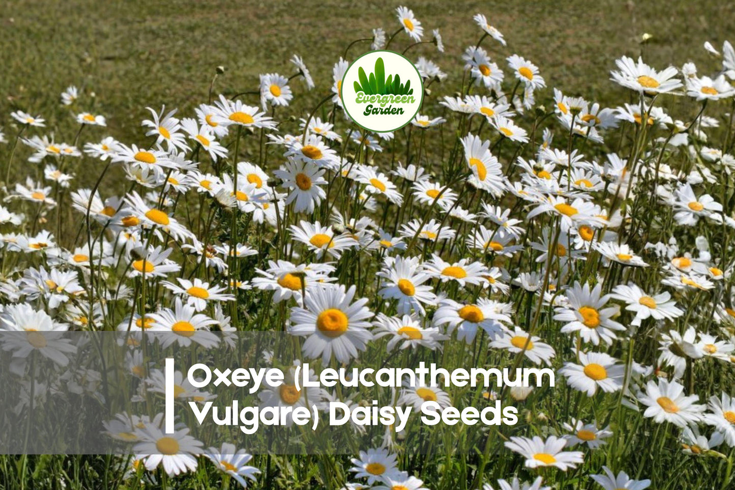 Oxeye Daisy Seeds – 200+ White Wildflower Perennial – Leucanthemum vulgare for Meadows, Borders & Pollinator Gardens
