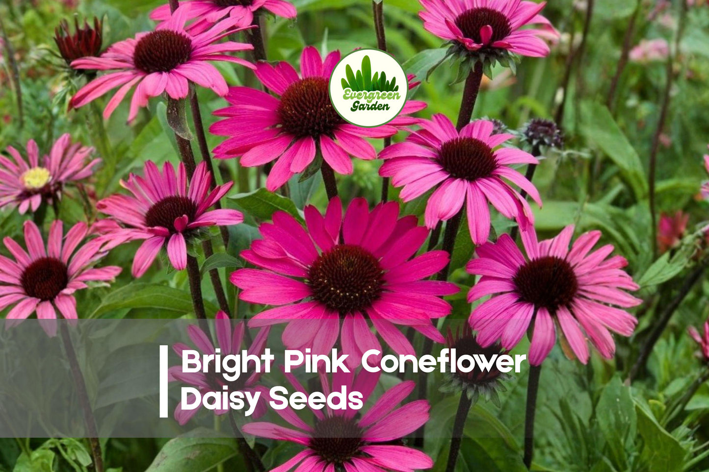 Bright Pink Coneflower Seeds, Echinacea purpurea, Perennial, Vibrant Pink, Pollinator-Friendly, Drought Tolerant