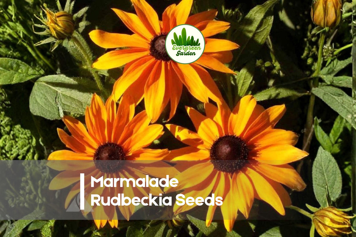 200 Marmalade Rudbeckia Seeds - Orange Daisy-Like Flowers, Rudbeckia hirta, Pollinator-Friendly, Garden Bed & Border Seeds