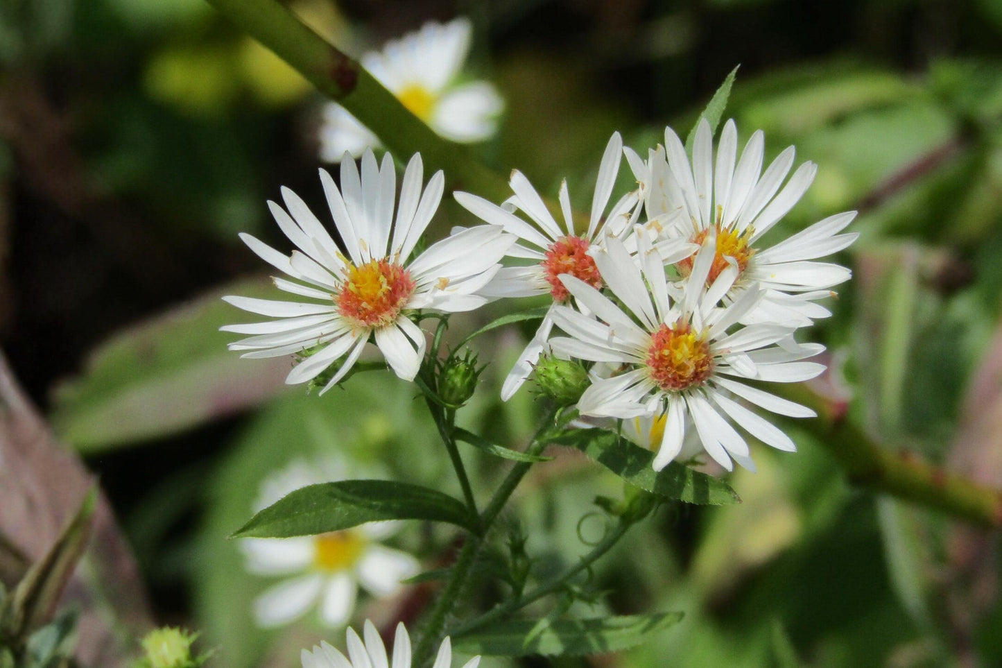 Heath Aster Seeds 100 Pack Native Wildflower Pollinator Garden Symphyotrichum pilosum