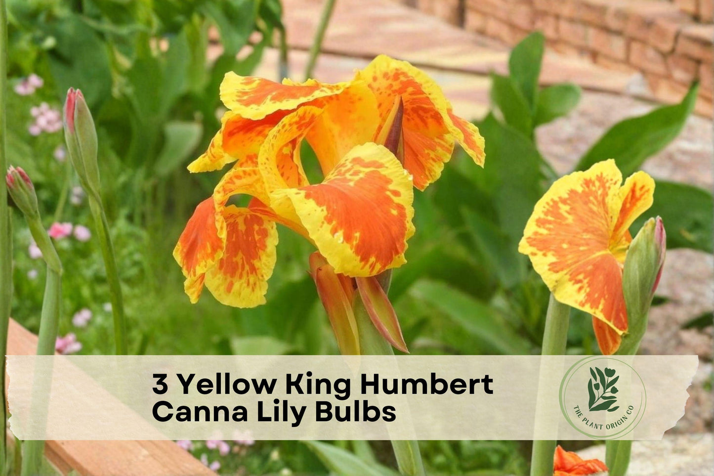 Yellow King Humbert Canna Lily Bulbs – Bright Yellow Flowers, Bronze Green Foliage, Tropical Garden, Canna indica / Canna × generalis