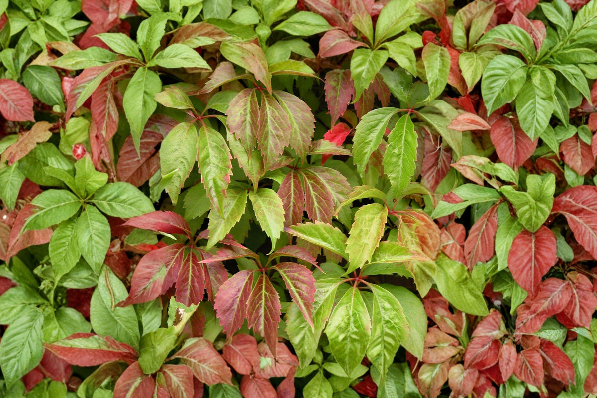Virginia Creeper Seeds – Hardy Climbing Vine with Red Fall Color, Parthenocissus quinquefolia, 10 Seeds
