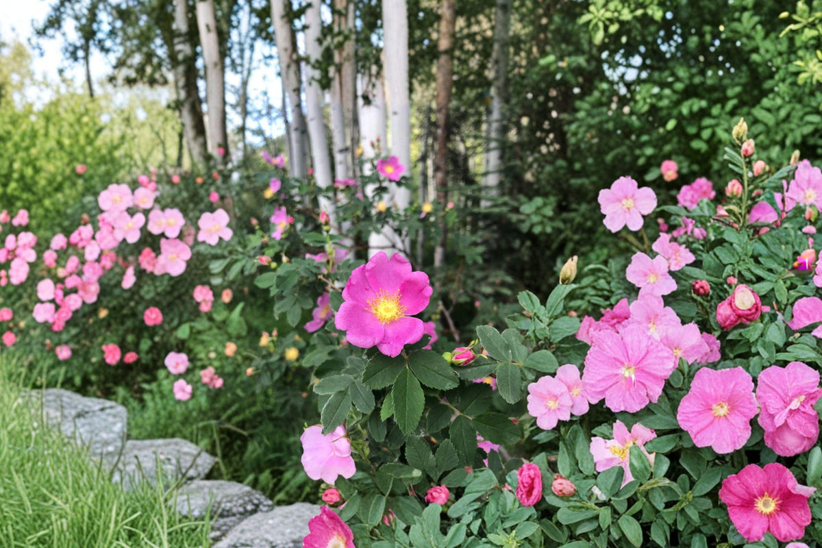 Rosa Woodsii Wild Prairie Rose Seeds – Native Hardy Shrub with Pink Flowers, Wildlife-Friendly, 25 Seeds