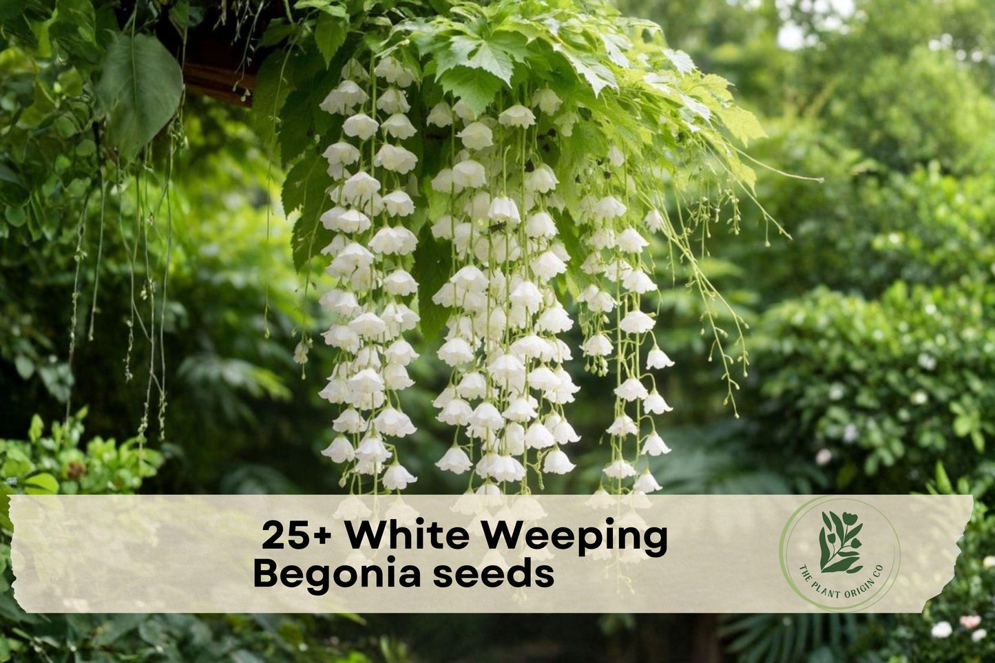 White Weeping Begonia Seeds - Ornamental Flower for Containers & Shade Gardens, Begonia spp.