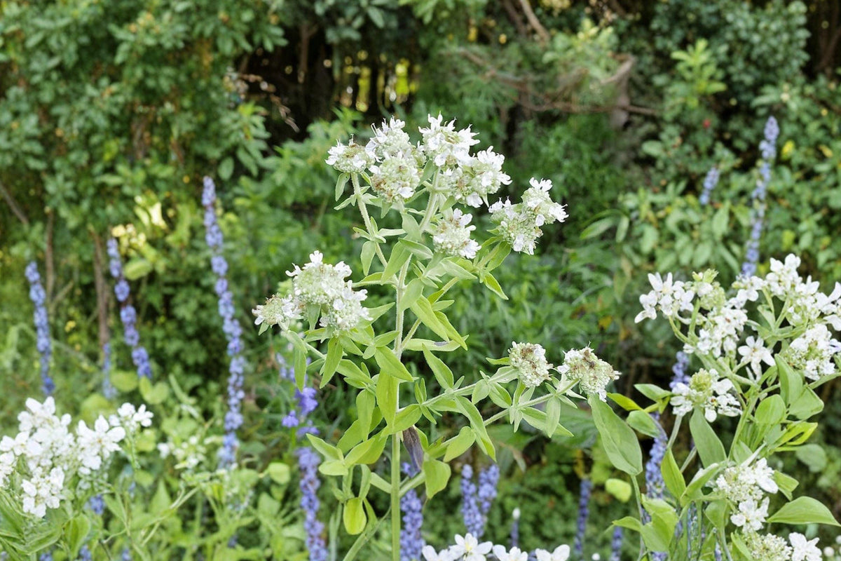 Hairy Mountain Mint Seeds – Native Perennial Herb, 100 Seeds, Aromatic, Pollinator Magnet, Pycnanthemum pilosum, Full Sun, Drought Tolerant