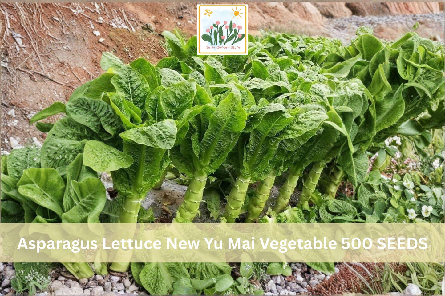 500 Asparagus Lettuce Seeds - New Yu Mai (Lactuca sativa var. angustana) Cool-Season Leafy Vegetable for Garden Beds