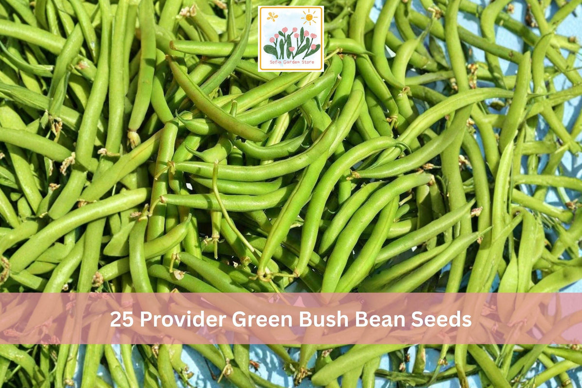 Provider Green Bush Bean Seeds – Phaseolus vulgaris, Bush Type, Green Pods, 25 Seeds for Vegetable Garden, Summer Crop
