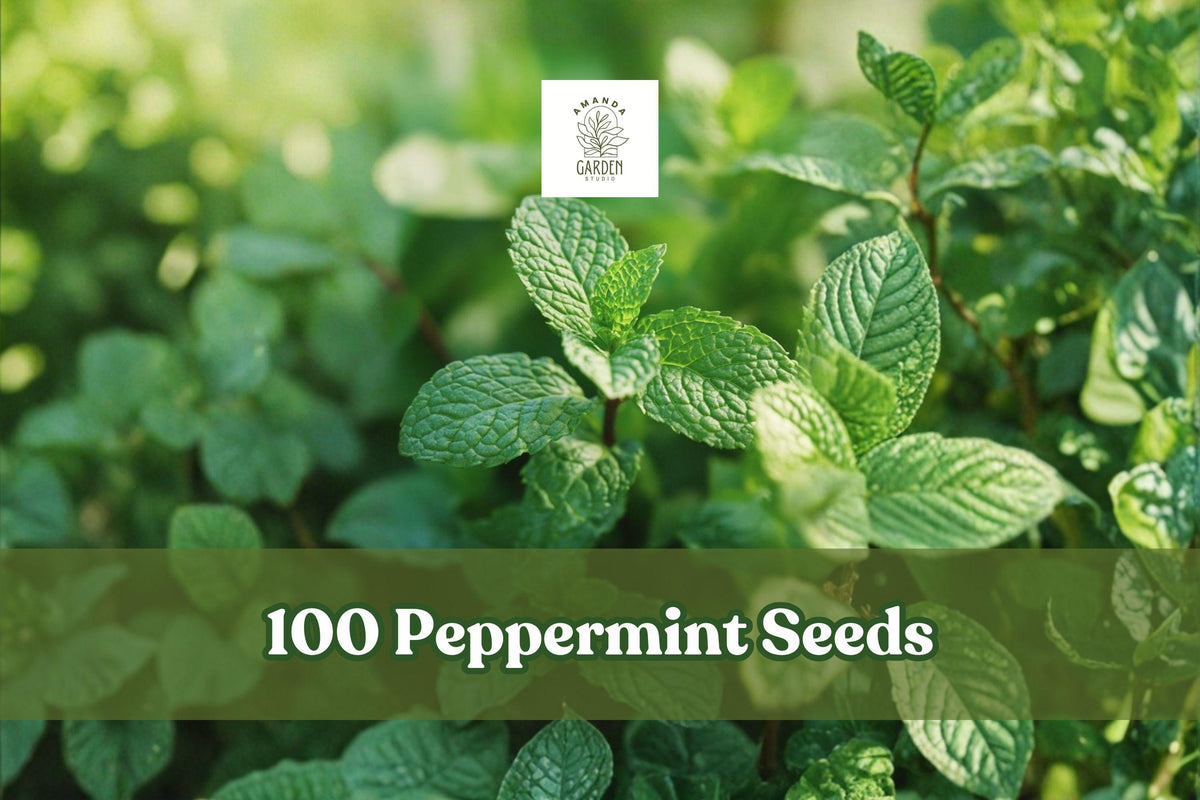 Peppermint Seeds, Mentha × piperita, Aromatic Perennial Herb for Herb Garden, Containers, Culinary & Tea
