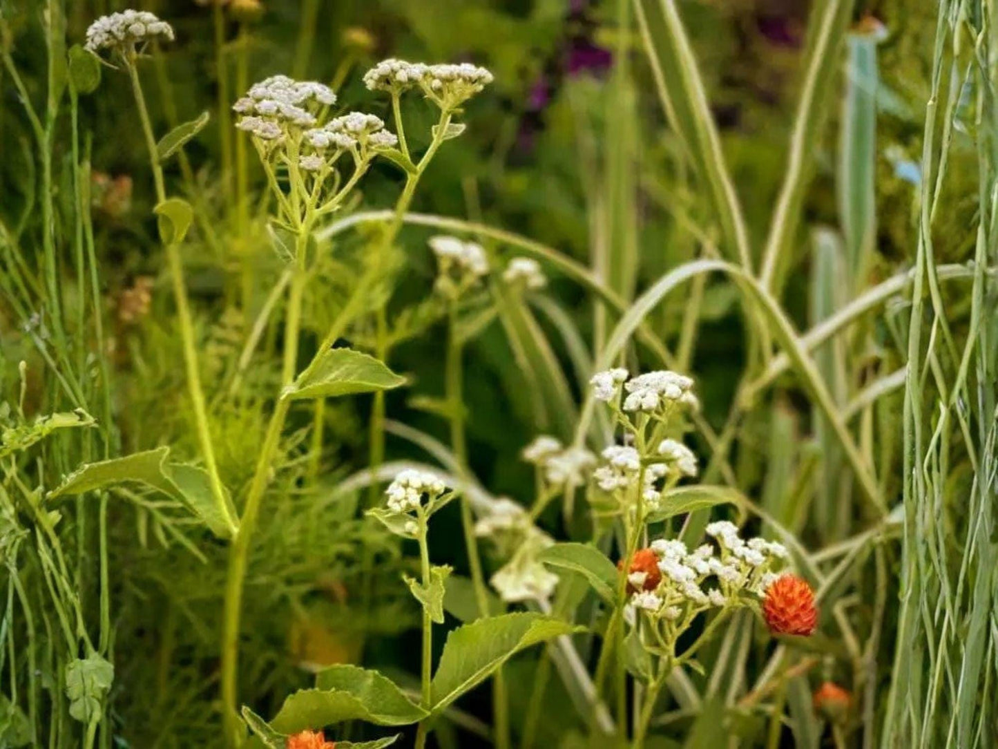 Parthenium Integrifolium Seeds – Wild Quinine Native Prairie Wildflower – White Pollinator Perennial for Native Gardens