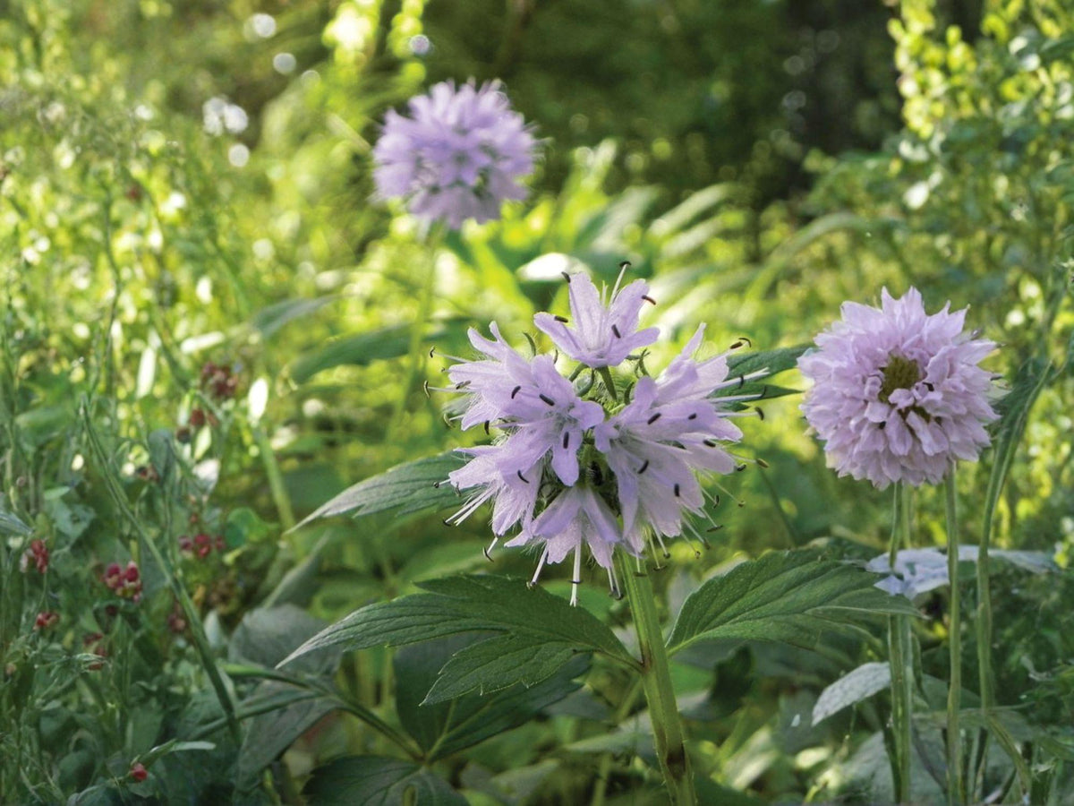 Hydrophyllum Virginianum Seeds – Native Virginia Waterleaf Perennial for Shade Gardens and Pollinator Habitat