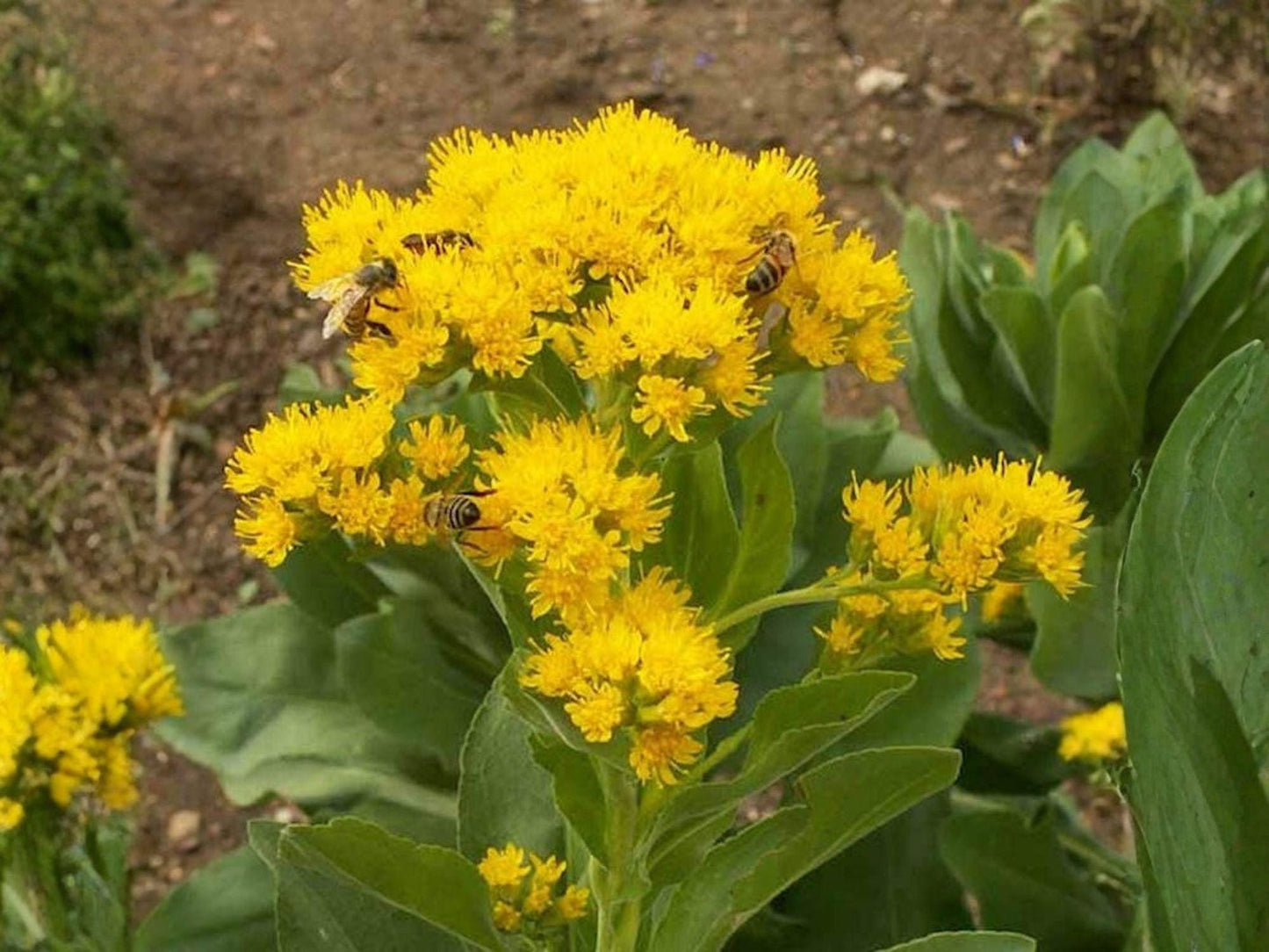 Solidago rigida Seeds – Native Prairie Wildflower, Stiff Goldenrod, Drought Tolerant Perennial, Fall Pollinator Plant