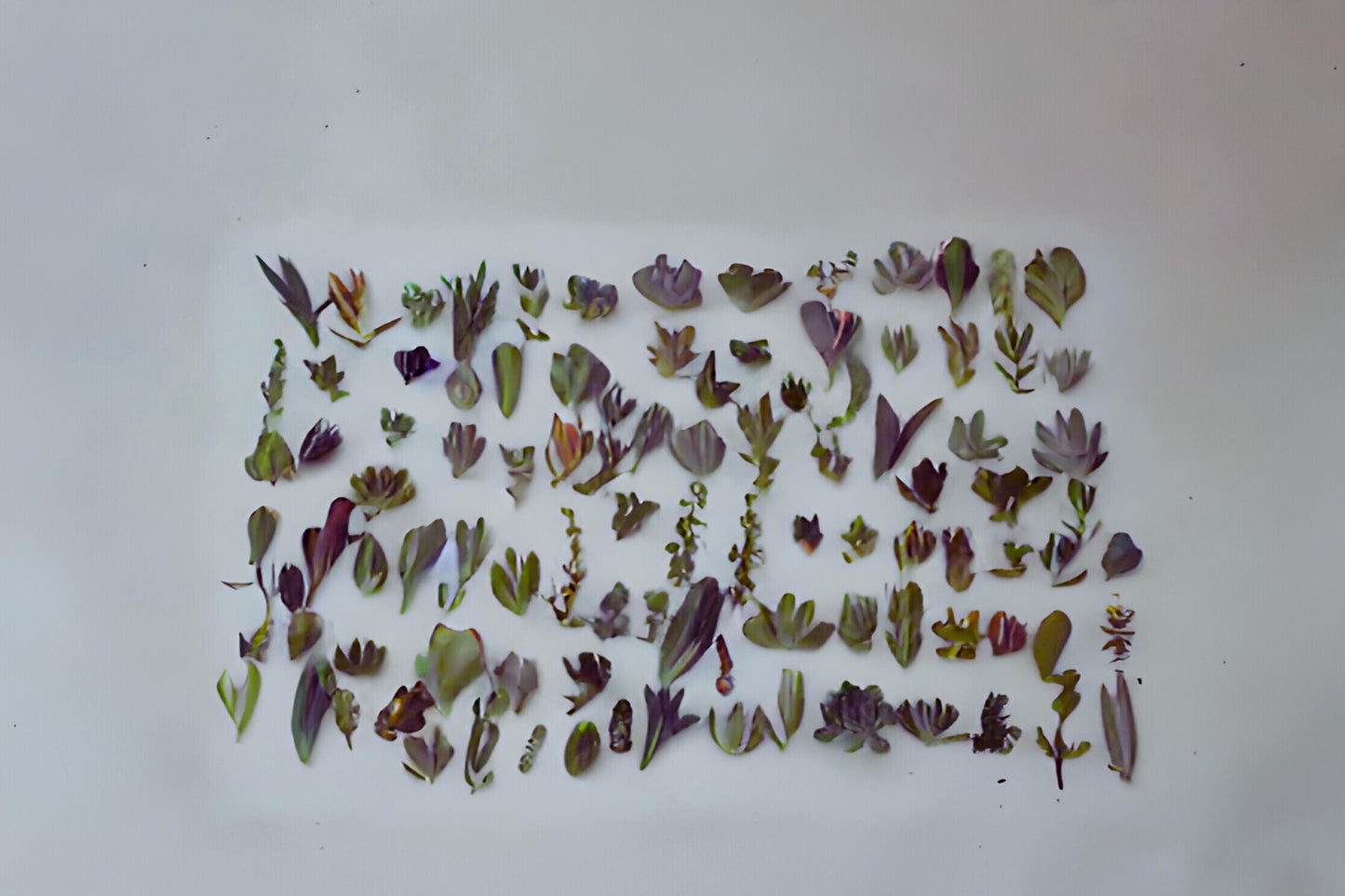 Succulent Cuttings Assorted Varieties - 30 Unique Succulents for Container Gardens & Indoor Decor