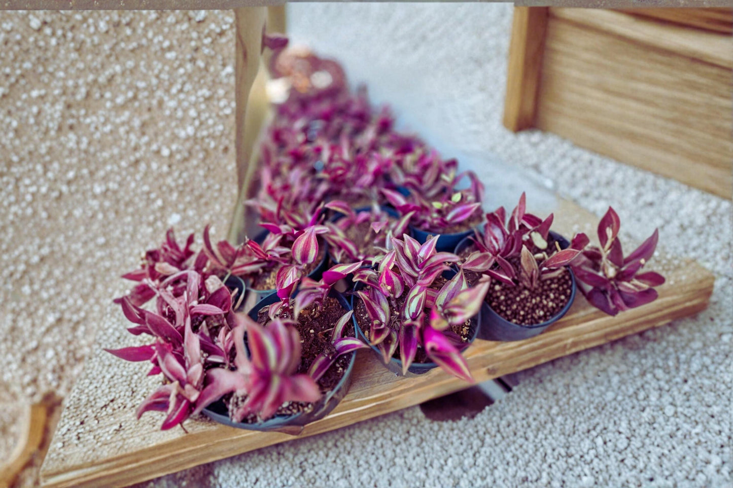 Tradescantia Zebrina Cuttings 4-6 Inch Purple Wandering Jew Houseplant Propagation Unrooted