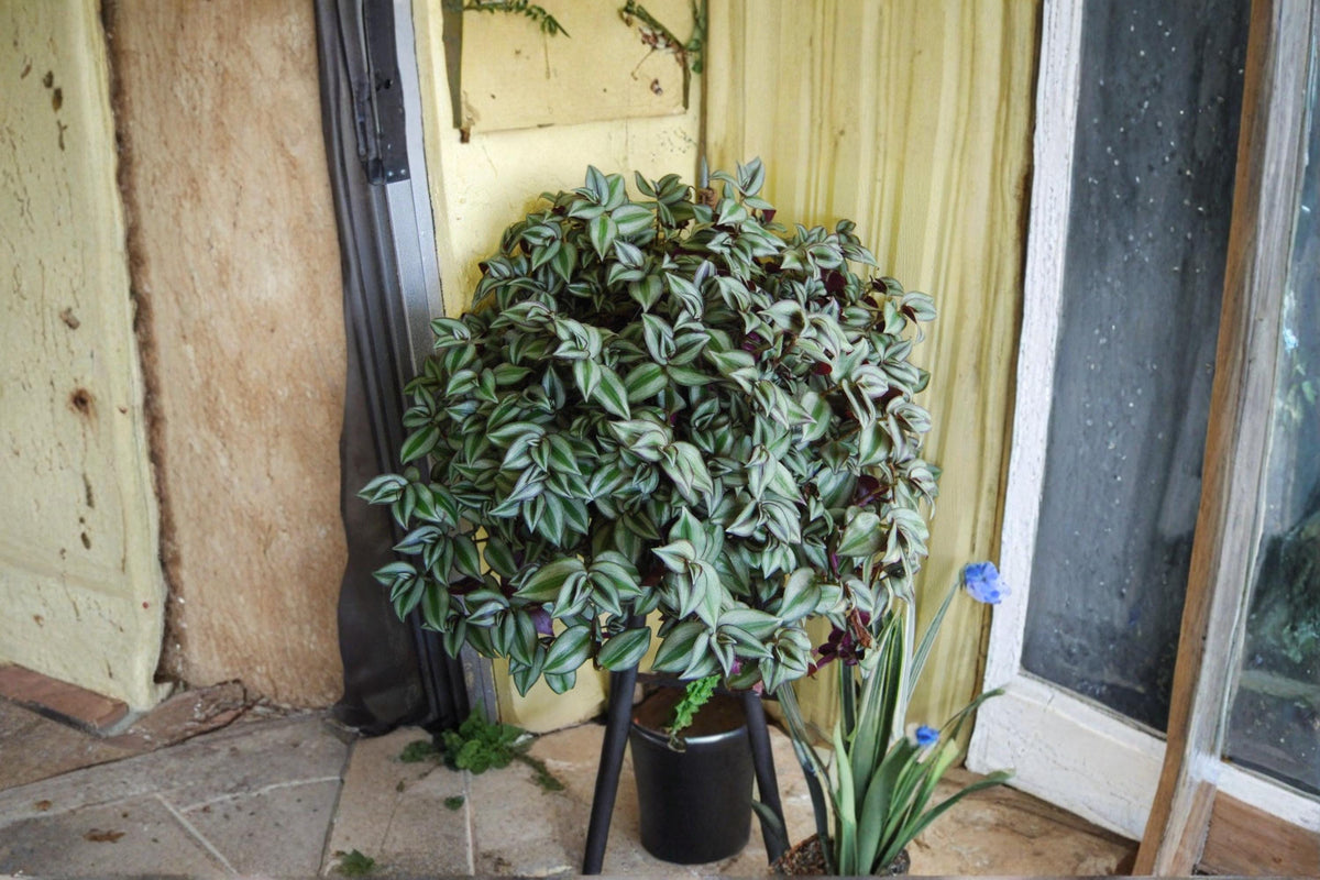 Tradescantia Zebrina Violet Hill 3 Cuttings, Trailing Wandering Jew Houseplant, Purple Silver Striped Foliage, Indoor Container Plant