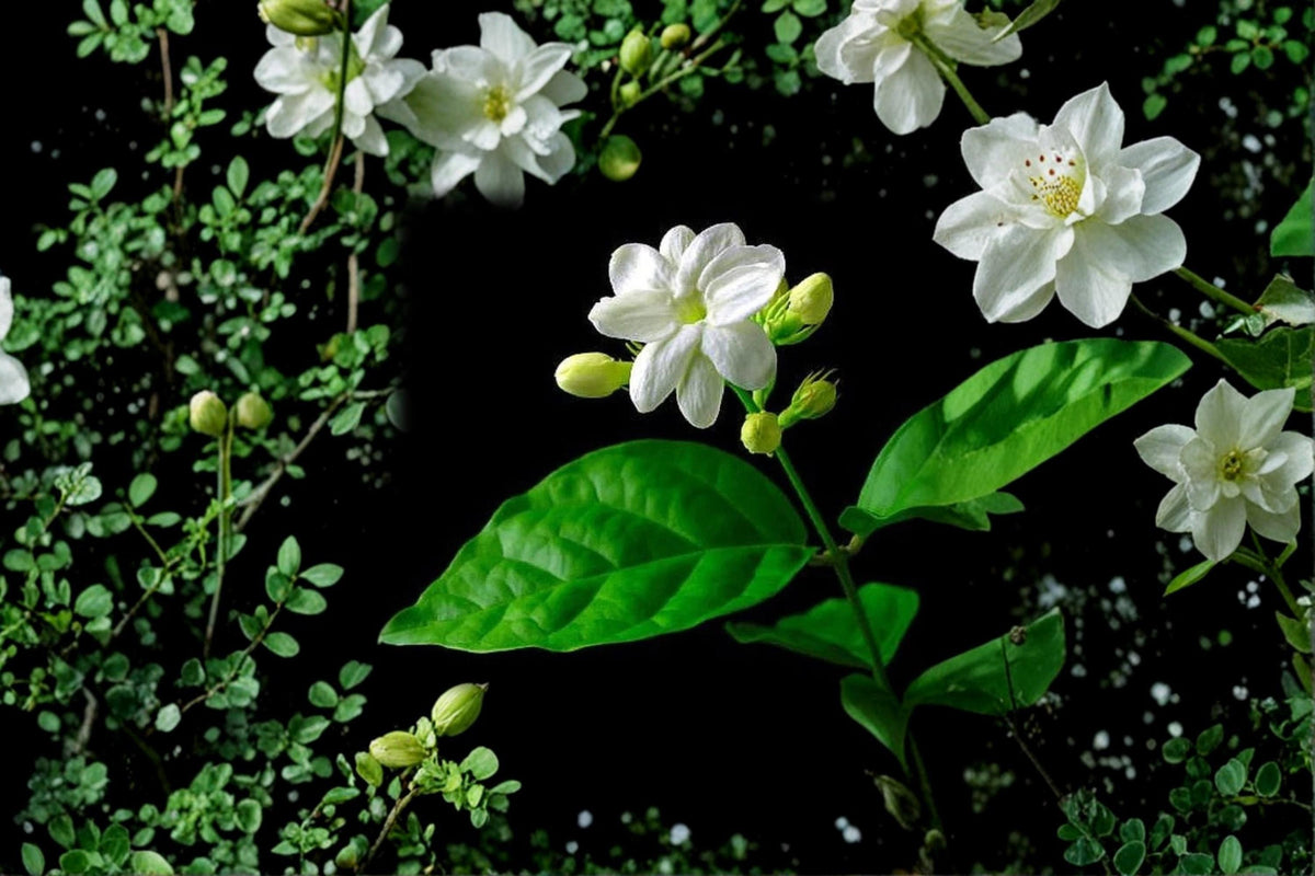 Night Blooming Jasmine Cuttings - Fragrant Flower Shrub, Cestrum nocturnum, White Tubular Blooms, Perennial, Garden & Container Plant
