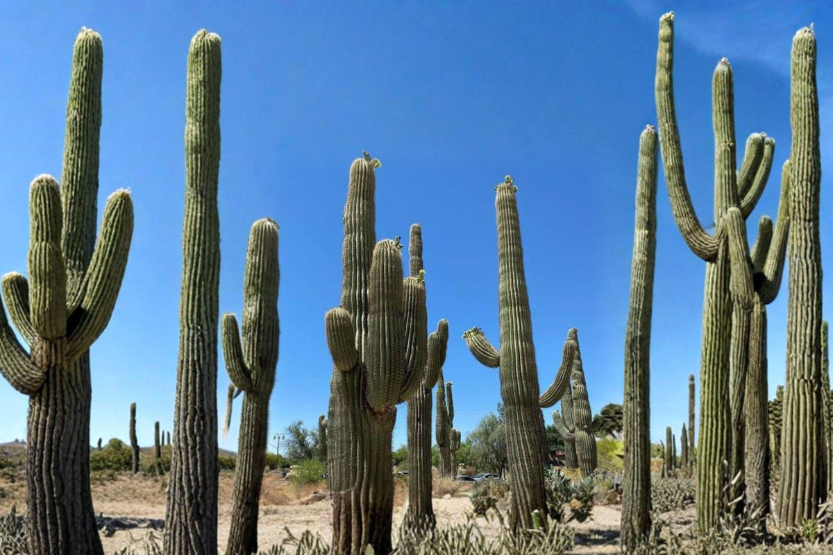 Saguaro Cactus Seeds – Rare Carnegiea Gigantea Desert Plant Collection, 25 Premium Seeds for Cactus Collectors and Succulent Gardens