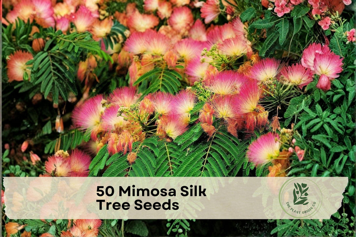 50 Mimosa Silk Tree Seeds - Albizia julibrissin Ornamental Flowering Tree with Pink Powder-Puff Blooms