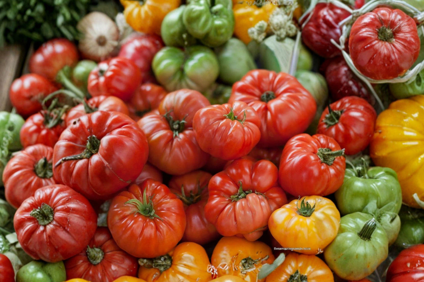 Heirloom Rainbow Tomato Seeds – 50 Non-GMO Slicing Vegetable Seeds – Colorful Mix of Heirloom Tomatoes (Solanum lycopersicum)