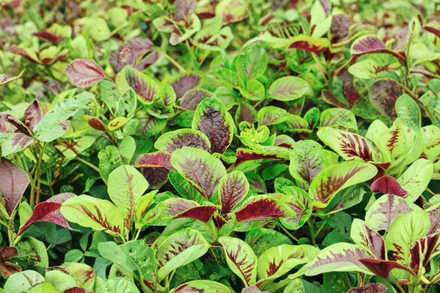 Red Striped Leaf Amaranth Seeds – Ornamental Foliage & Edible Greens, Fast-Growing Annual, 1000+ Seeds, Amaranthus