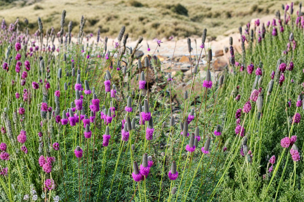 Purple Prairie Clover Seeds - 1000+ Non-GMO Wildflower Seeds for Pollinator Gardens, Native Prairie, Dalea purpurea