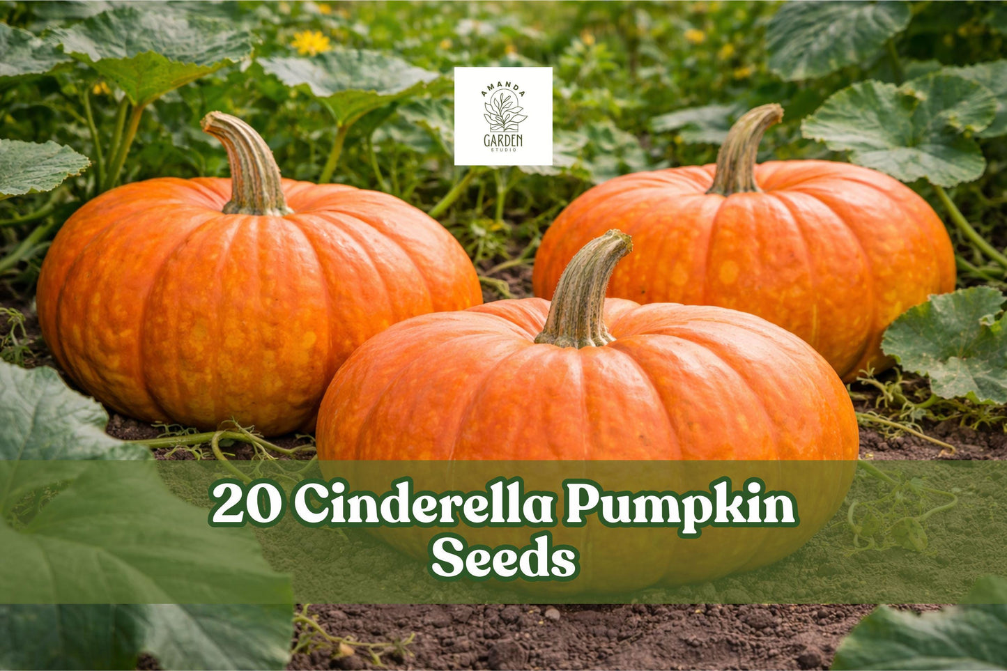 20 Cinderella Pumpkin Seeds – Heirloom Cucurbita maxima, Orange-Red, Garden Vegetable, Fall Harvest, Full Sun