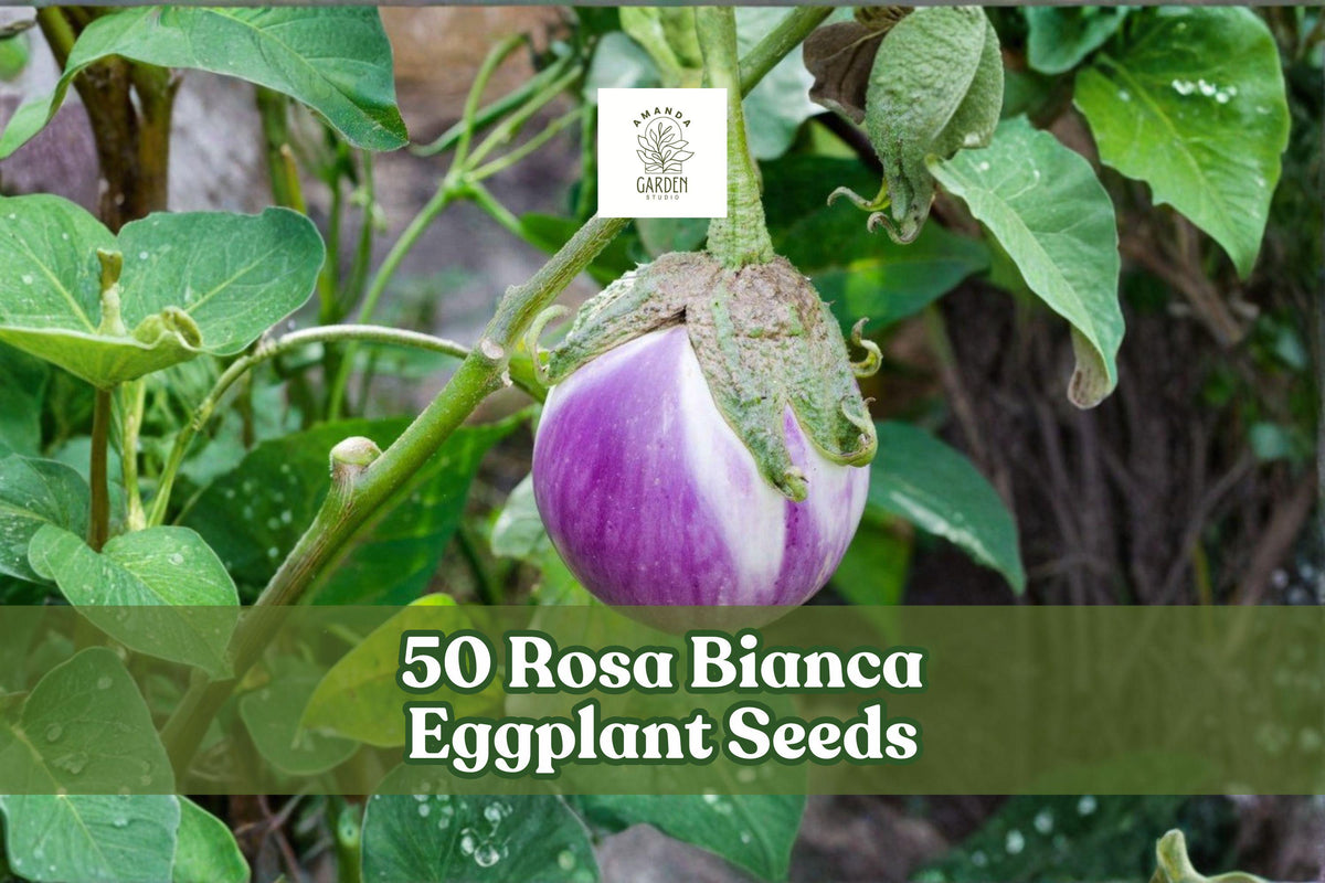 50 Rosa Bianca Eggplant Seeds – Heirloom Solanum melongena, Lavender-Pink Fruit, Bushy Annual Vegetable for Garden & Raised Beds