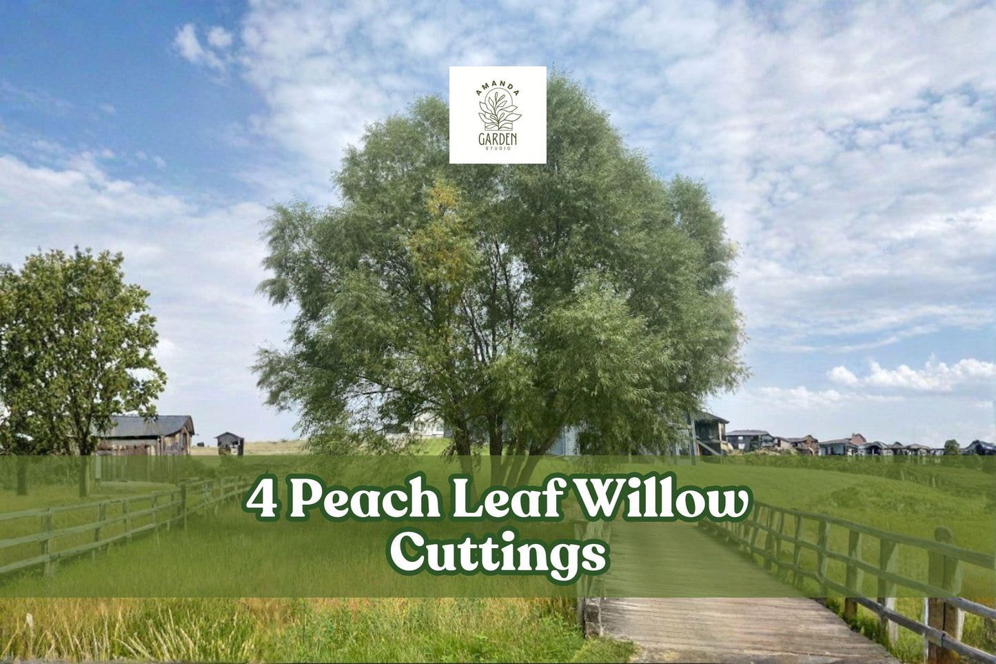 4 Peach Leaf Willow Cuttings – Salix spp. Deciduous Tree for Landscaping, Privacy Screen, Garden Accent
