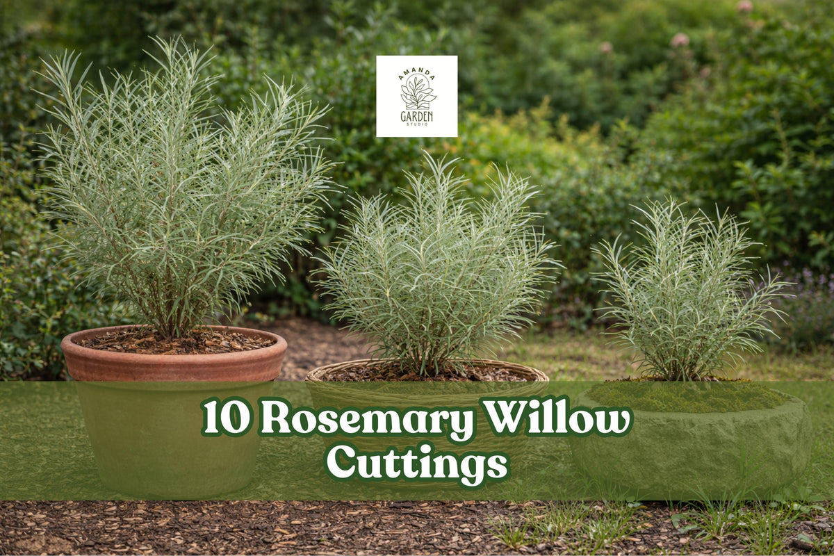 10 Rosemary Willow Cuttings – Salix spp. Privacy Screen, Landscape Shrub, Deciduous Green Leaves, Garden Border, Bare Root