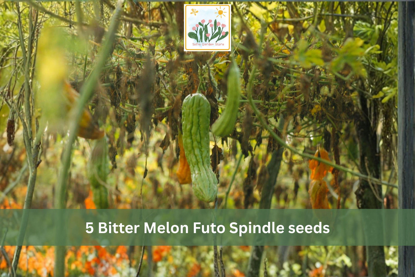 Bitter Melon Futo Spindle Seeds – Climbing Asian Gourd Vegetable, Momordica charantia, 5 Seeds