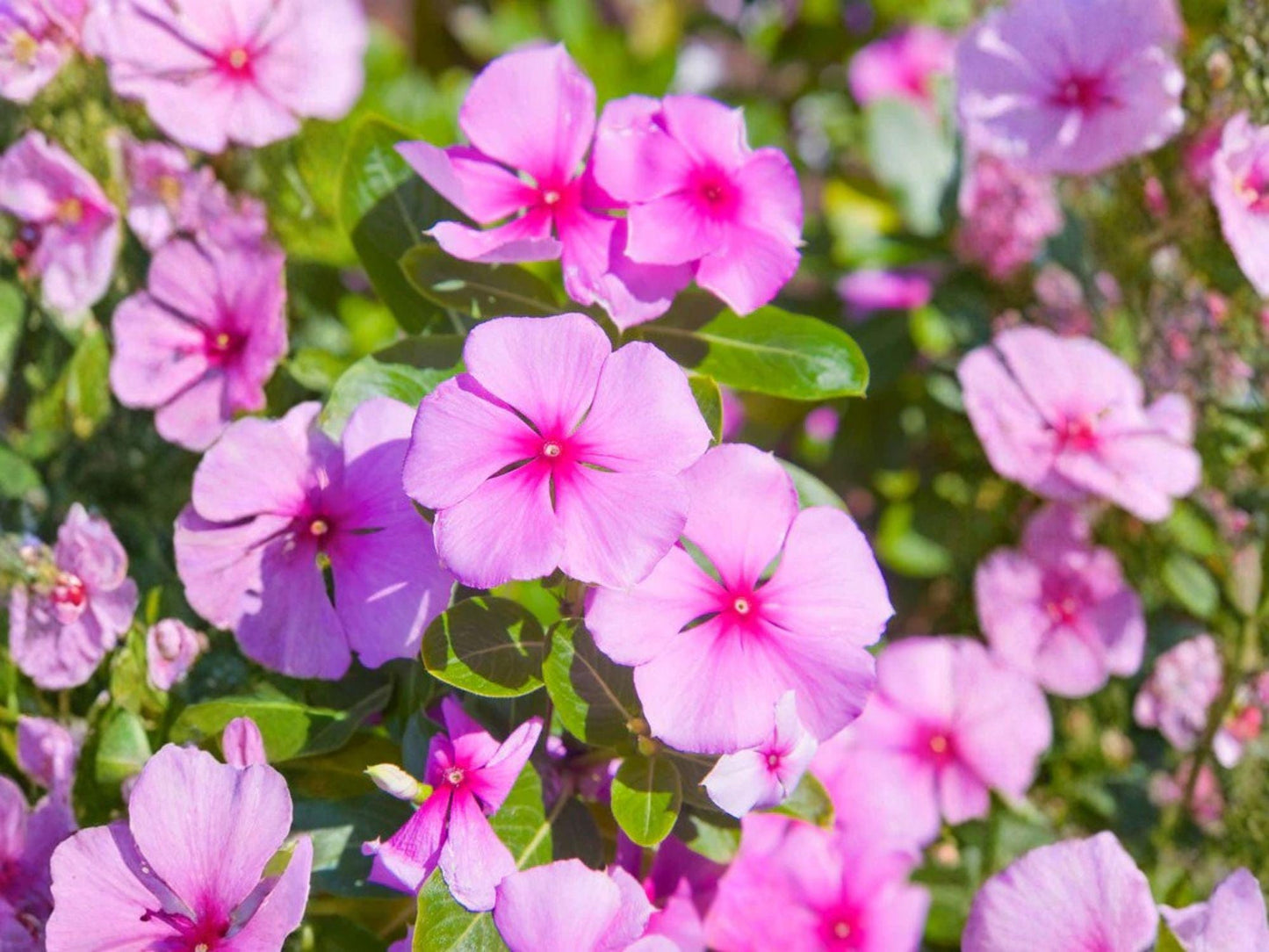 Madagascar Periwinkle Seeds, Heirloom, Non-GMO, Catharanthus roseus, Vibrant Flowering Plant for Garden, Containers & Borders