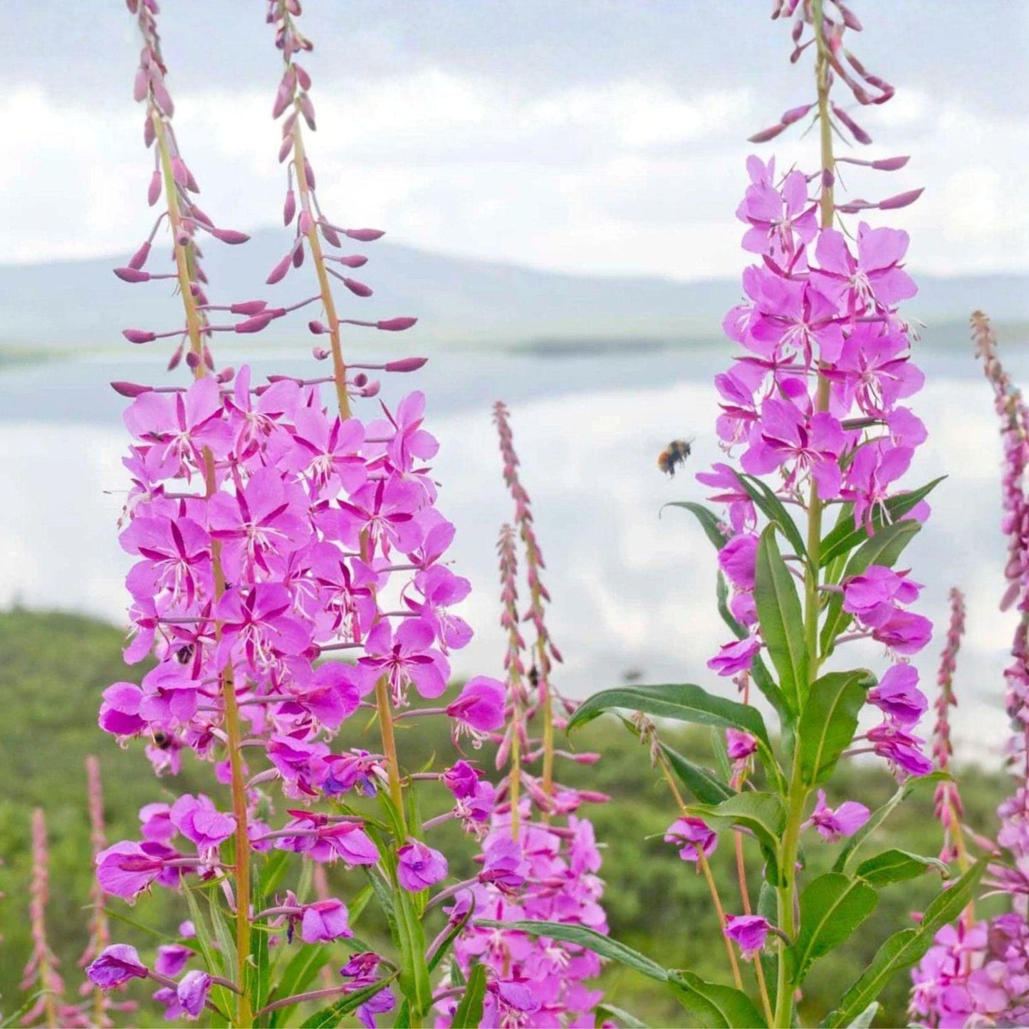Fireweed Seeds 300 Chamaenerion angustifolium Pink Wildflower Perennial Pollinator Plant