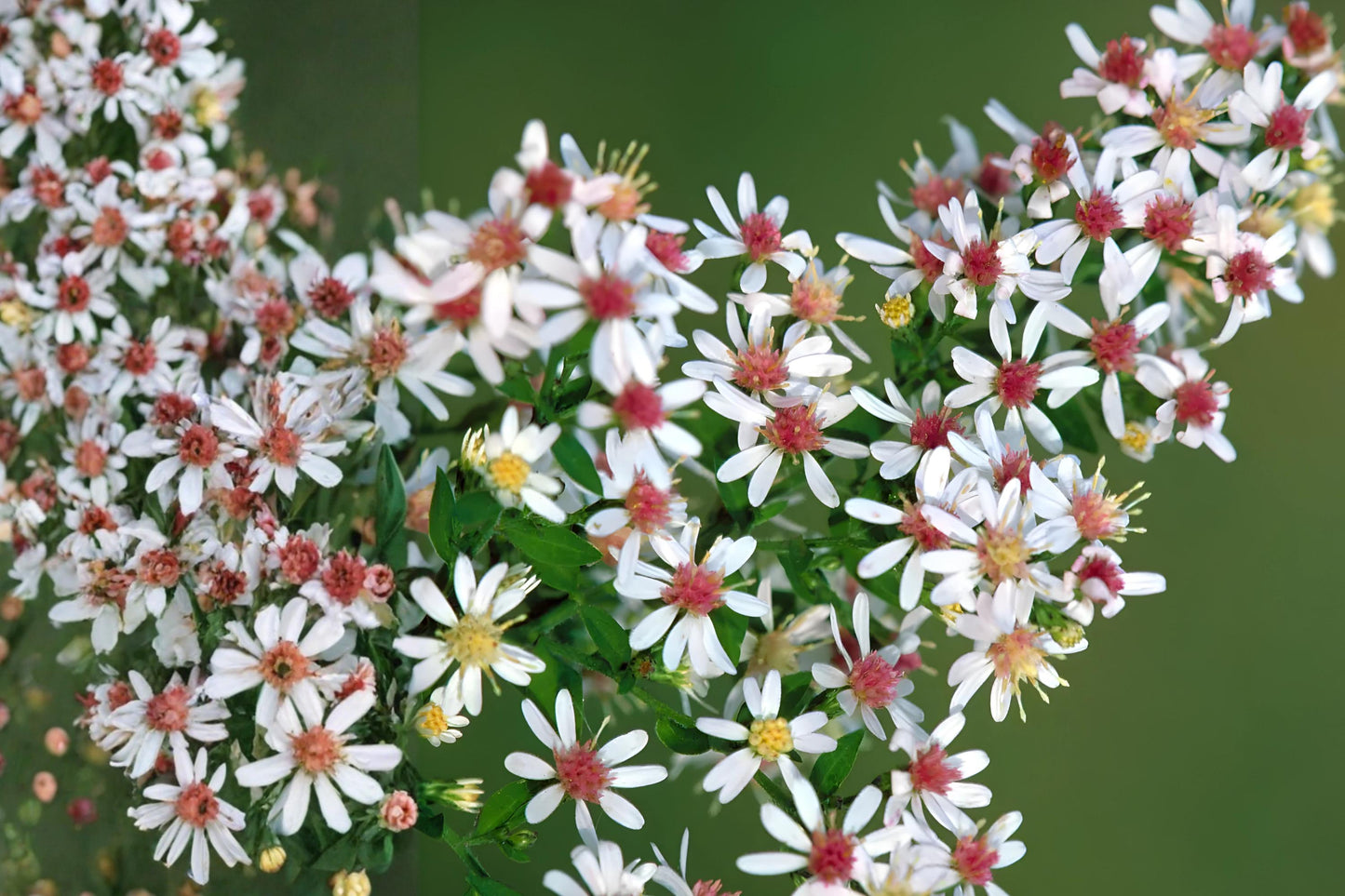 Calico Aster Seeds 100 Pack Native Perennial Symphyotrichum lateriflorum for Fall Pollinator Gardens