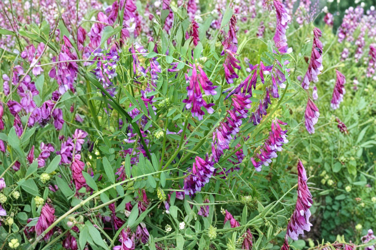 Hairy Vetch Seeds - 100 Pollinator Friendly Purple Flower Seeds for Bees, Butterflies & Soil Enrichment (Vicia villosa)