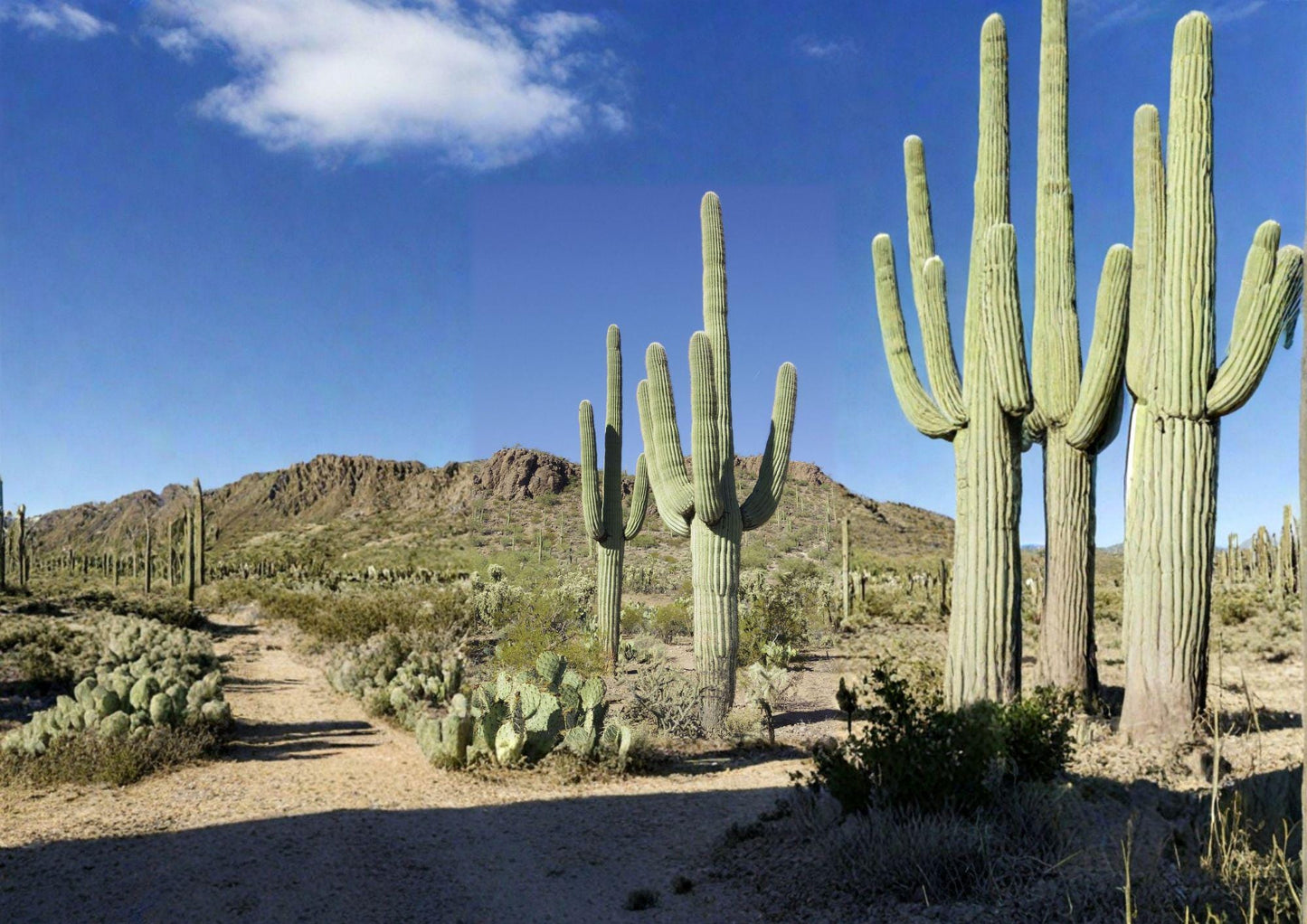Carnegiea Gigantea Saguaro Cactus Seeds – Iconic Desert Plant for Succulent & Xeriscape Gardens