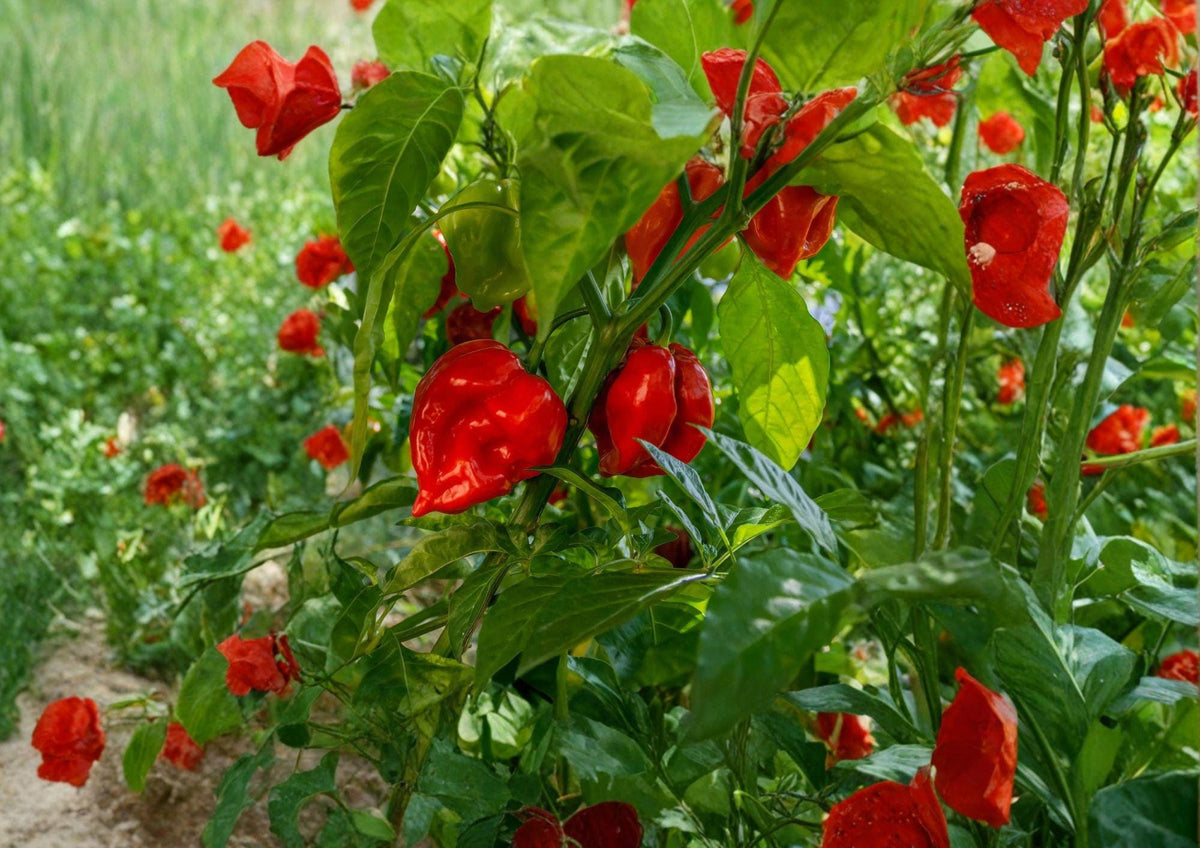 Habanero Hot Pepper Seeds 50 Non-GMO Heirloom Chili for Spicy Garden, Culinary Cooking, Fruity Flavor, Bright Orange/Red