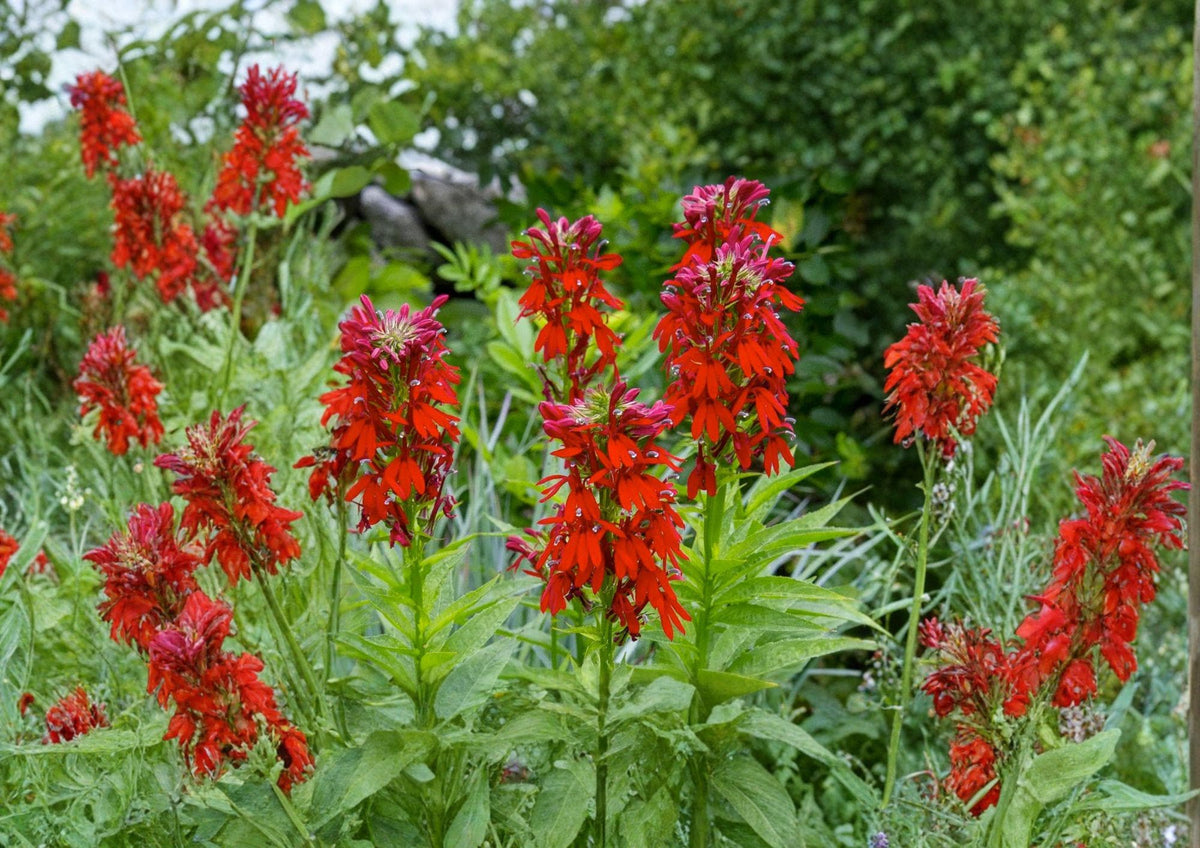 Lobelia Cardinalis Seeds - Cardinal Flower Native Perennial Wildflower for Hummingbird & Pollinator Gardens - 300 Seeds