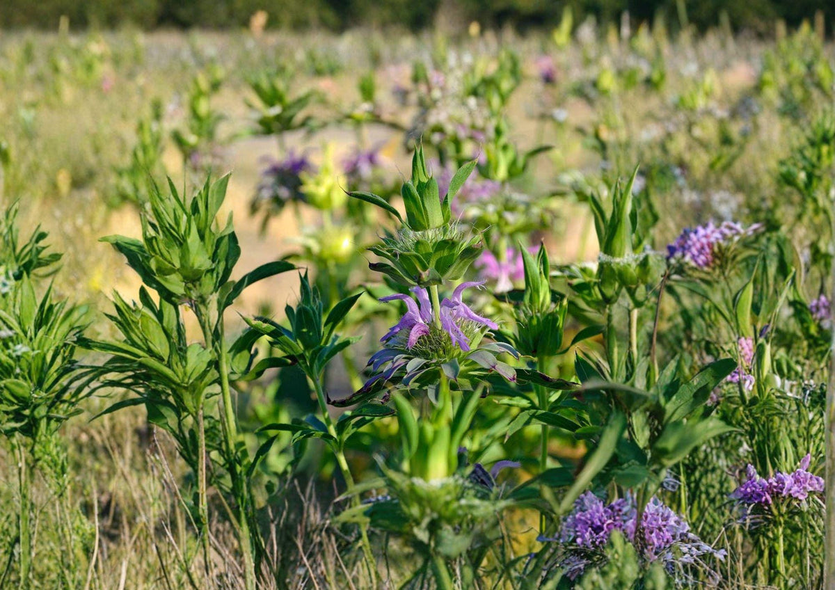 Monarda Citriodora Lemon Mint Bee Balm Seeds | Aromatic Pollinator Herb for Gardens & Wildflower Beds