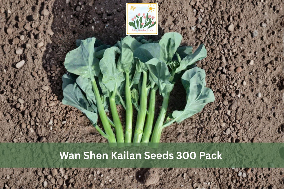 Wan Shen Kailan Seeds 300 Pack – Chinese Kale Brassica oleracea var. alboglabra, Leafy Vegetable for Garden, Cool Season, Dark Green Leaves