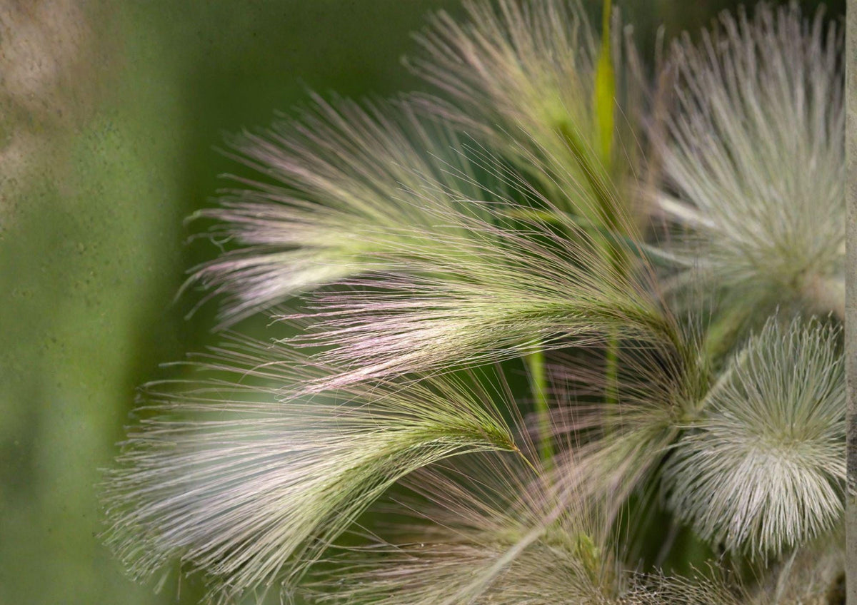 Hordeum Jubatum Foxtail Barley Seeds – Ornamental Wild Grass with Pink Purple Seed Heads – Natural Garden, Meadow, Landscape Planting