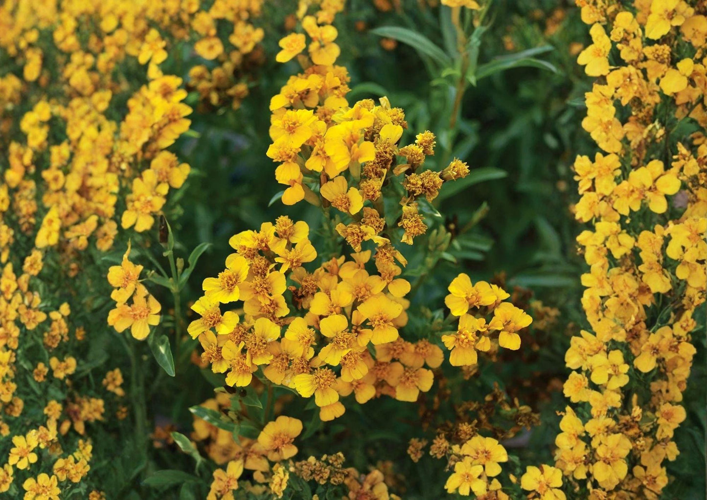 Tagetes Lucida Seeds – Aromatic Mexican Tarragon Herb for Culinary, Medicinal & Pollinator Gardens, Bright Yellow Flowers, 50 Seeds