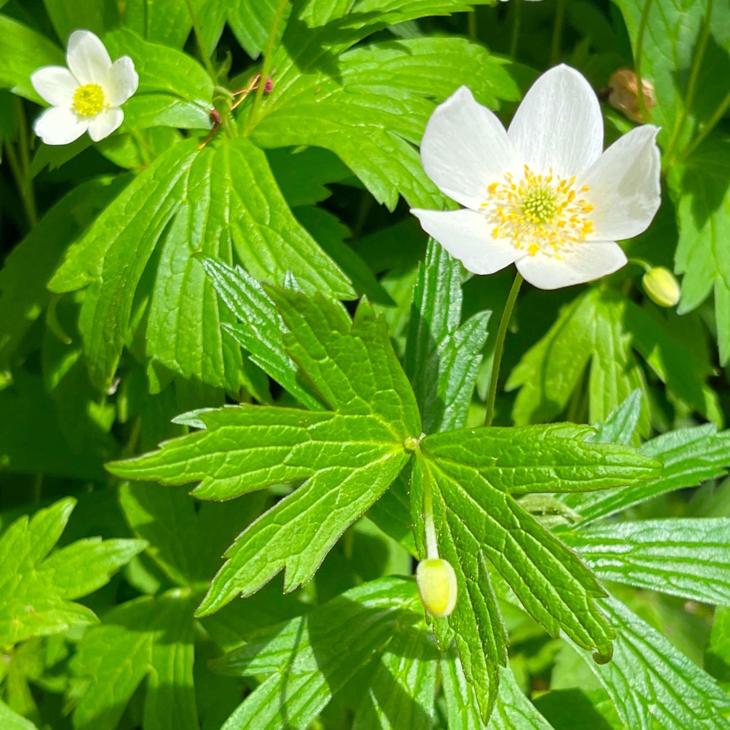 Canada Anemone Seeds – Heirloom Non-GMO Wildflower for Shade Gardens, Woodland Landscaping, Native Plant Gardens, Anemone canadensis