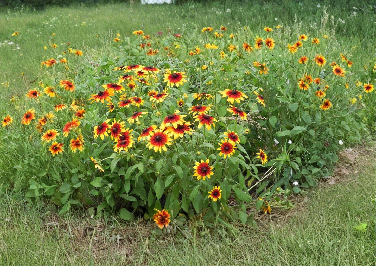 Rudbeckia Hirta Gloriosa Daisy Seeds - Bright Yellow Wildflower for Pollinator Gardens, Butterfly Attracting, 1000 Seeds