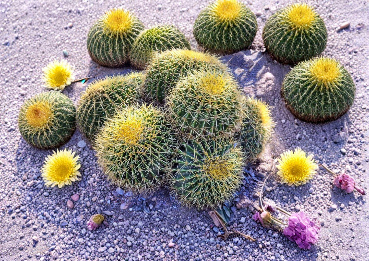 Echinocactus Grusonii Golden Barrel Cactus Seeds – Round Desert Succulent for Xeriscape Gardens & Collection