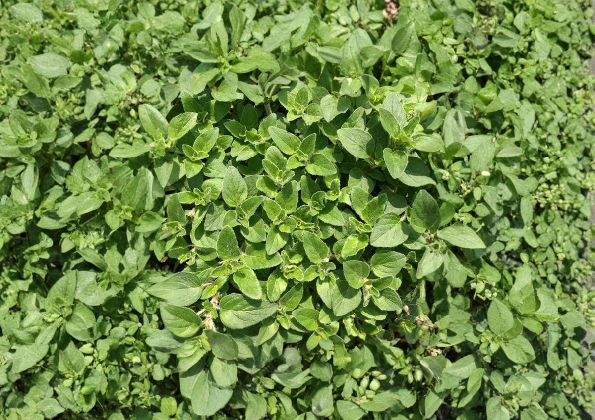 Sweet Marjoram Seeds, Heirloom Non-GMO, Aromatic Culinary Herb, Origanum majorana, for Garden, Kitchen, Herb Planting
