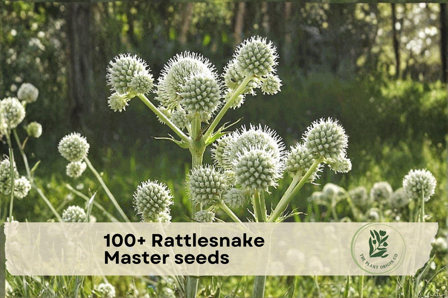 100+ Rattlesnake Master Seeds – Native Prairie Wildflower, Eryngium yuccifolium, Pollinator-Friendly, Drought Tolerant